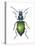 Adult Ground Beetle (Carabidae,), Insects-Encyclopaedia Britannica-Stretched Canvas