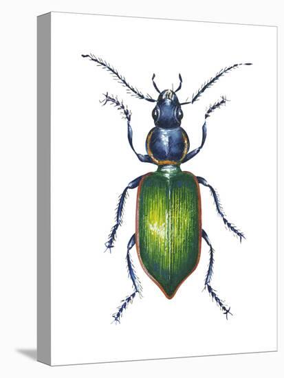 Adult Ground Beetle (Carabidae,), Insects-Encyclopaedia Britannica-Stretched Canvas