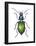 Adult Ground Beetle (Carabidae,), Insects-Encyclopaedia Britannica-Framed Poster