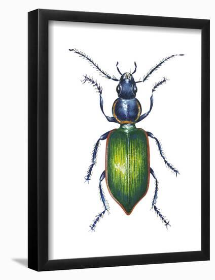 Adult Ground Beetle (Carabidae,), Insects-Encyclopaedia Britannica-Framed Poster