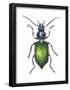 Adult Ground Beetle (Carabidae,), Insects-Encyclopaedia Britannica-Framed Poster