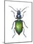 Adult Ground Beetle (Carabidae,), Insects-Encyclopaedia Britannica-Mounted Poster