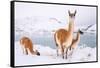 Adult Guanacos grazing in deep snow near Lago Pehoe, Chile-Nick Garbutt-Framed Stretched Canvas