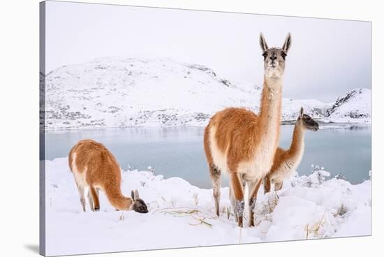 Adult Guanacos grazing in deep snow near Lago Pehoe, Chile-Nick Garbutt-Stretched Canvas