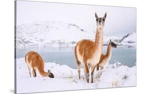 Adult Guanacos grazing in deep snow near Lago Pehoe, Chile-Nick Garbutt-Stretched Canvas