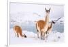 Adult Guanacos grazing in deep snow near Lago Pehoe, Chile-Nick Garbutt-Framed Photographic Print