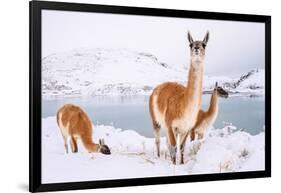 Adult Guanacos grazing in deep snow near Lago Pehoe, Chile-Nick Garbutt-Framed Photographic Print