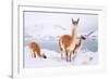 Adult Guanacos grazing in deep snow near Lago Pehoe, Chile-Nick Garbutt-Framed Photographic Print