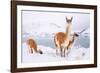 Adult Guanacos grazing in deep snow near Lago Pehoe, Chile-Nick Garbutt-Framed Photographic Print