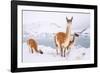 Adult Guanacos grazing in deep snow near Lago Pehoe, Chile-Nick Garbutt-Framed Photographic Print