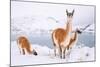 Adult Guanacos grazing in deep snow near Lago Pehoe, Chile-Nick Garbutt-Mounted Photographic Print