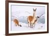 Adult Guanacos grazing in deep snow near Lago Pehoe, Chile-Nick Garbutt-Framed Photographic Print