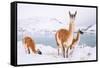 Adult Guanacos grazing in deep snow near Lago Pehoe, Chile-Nick Garbutt-Framed Stretched Canvas