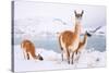 Adult Guanacos grazing in deep snow near Lago Pehoe, Chile-Nick Garbutt-Stretched Canvas