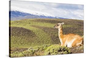 Adult Guanacos (Lama Guanicoe), Torres Del Paine National Park, Patagonia, Chile, South America-Michael Nolan-Stretched Canvas