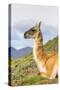 Adult Guanacos (Lama Guanicoe), Torres Del Paine National Park, Patagonia, Chile, South America-Michael Nolan-Stretched Canvas