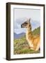 Adult Guanacos (Lama Guanicoe), Torres Del Paine National Park, Patagonia, Chile, South America-Michael Nolan-Framed Photographic Print