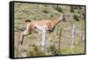 Adult Guanacos (Lama Guanicoe), Torres Del Paine National Park, Patagonia, Chile, South America-Michael Nolan-Framed Stretched Canvas