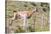 Adult Guanacos (Lama Guanicoe), Torres Del Paine National Park, Patagonia, Chile, South America-Michael Nolan-Stretched Canvas