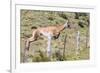 Adult Guanacos (Lama Guanicoe), Torres Del Paine National Park, Patagonia, Chile, South America-Michael Nolan-Framed Photographic Print