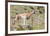 Adult Guanacos (Lama Guanicoe), Torres Del Paine National Park, Patagonia, Chile, South America-Michael Nolan-Framed Photographic Print