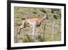 Adult Guanacos (Lama Guanicoe), Torres Del Paine National Park, Patagonia, Chile, South America-Michael Nolan-Framed Photographic Print