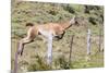 Adult Guanacos (Lama Guanicoe), Torres Del Paine National Park, Patagonia, Chile, South America-Michael Nolan-Mounted Photographic Print