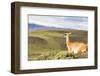 Adult Guanacos (Lama Guanicoe), Torres Del Paine National Park, Patagonia, Chile, South America-Michael Nolan-Framed Photographic Print