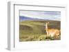 Adult Guanacos (Lama Guanicoe), Torres Del Paine National Park, Patagonia, Chile, South America-Michael Nolan-Framed Photographic Print