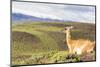 Adult Guanacos (Lama Guanicoe), Torres Del Paine National Park, Patagonia, Chile, South America-Michael Nolan-Mounted Photographic Print