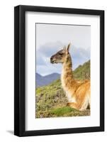 Adult Guanacos (Lama Guanicoe), Torres Del Paine National Park, Patagonia, Chile, South America-Michael Nolan-Framed Photographic Print