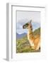 Adult Guanacos (Lama Guanicoe), Torres Del Paine National Park, Patagonia, Chile, South America-Michael Nolan-Framed Photographic Print