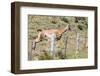 Adult Guanacos (Lama Guanicoe), Torres Del Paine National Park, Patagonia, Chile, South America-Michael Nolan-Framed Photographic Print