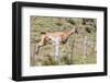 Adult Guanacos (Lama Guanicoe), Torres Del Paine National Park, Patagonia, Chile, South America-Michael Nolan-Framed Photographic Print