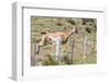 Adult Guanacos (Lama Guanicoe), Torres Del Paine National Park, Patagonia, Chile, South America-Michael Nolan-Framed Photographic Print