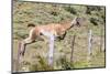 Adult Guanacos (Lama Guanicoe), Torres Del Paine National Park, Patagonia, Chile, South America-Michael Nolan-Mounted Photographic Print