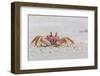 Adult Gulf Ghost Crab (Hoplocypode Occidentalis) on Sand Dollar Beach-Michael Nolan-Framed Photographic Print