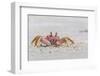 Adult Gulf Ghost Crab (Hoplocypode Occidentalis) on Sand Dollar Beach-Michael Nolan-Framed Photographic Print