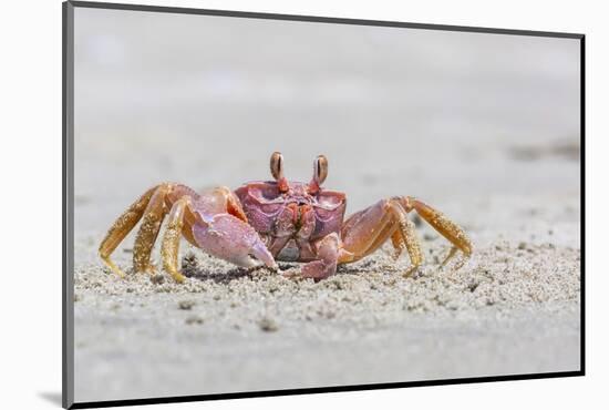 Adult Gulf Ghost Crab (Hoplocypode Occidentalis) on Sand Dollar Beach-Michael Nolan-Mounted Photographic Print