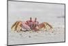 Adult Gulf Ghost Crab (Hoplocypode Occidentalis) on Sand Dollar Beach-Michael Nolan-Mounted Photographic Print