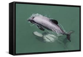 Adult Hector's Dolphin (Cephalorhynchus Hectori) Mating Near Akaroa-Michael Nolan-Framed Stretched Canvas