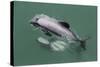 Adult Hector's Dolphin (Cephalorhynchus Hectori) Mating Near Akaroa-Michael Nolan-Stretched Canvas
