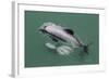 Adult Hector's Dolphin (Cephalorhynchus Hectori) Mating Near Akaroa-Michael Nolan-Framed Photographic Print
