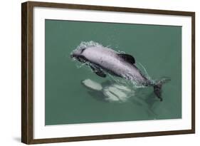 Adult Hector's Dolphin (Cephalorhynchus Hectori) Mating Near Akaroa-Michael Nolan-Framed Photographic Print