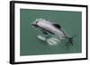 Adult Hector's Dolphin (Cephalorhynchus Hectori) Mating Near Akaroa-Michael Nolan-Framed Photographic Print