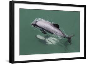 Adult Hector's Dolphin (Cephalorhynchus Hectori) Mating Near Akaroa-Michael Nolan-Framed Photographic Print