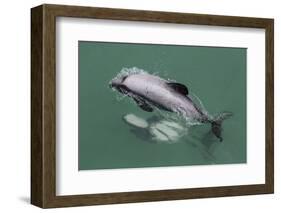 Adult Hector's Dolphin (Cephalorhynchus Hectori) Mating Near Akaroa-Michael Nolan-Framed Photographic Print