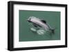 Adult Hector's Dolphin (Cephalorhynchus Hectori) Mating Near Akaroa-Michael Nolan-Framed Photographic Print