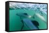 Adult Hector's Dolphins (Cephalorhynchus Hectori) Underwater Near Akaroa-Michael Nolan-Framed Stretched Canvas