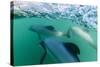 Adult Hector's Dolphins (Cephalorhynchus Hectori) Underwater Near Akaroa-Michael Nolan-Stretched Canvas